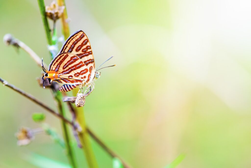 Propagation of Cigaritis Syama butterfl